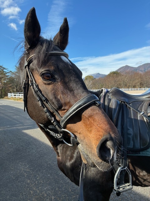 馬紹介｜Old Friends Japan