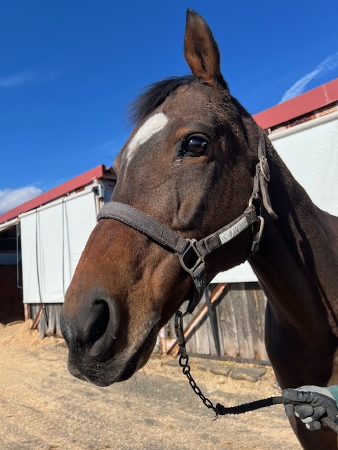 馬紹介｜Old Friends Japan